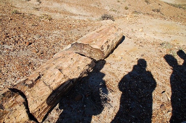 Bosque petrificado Bahia Bustamante