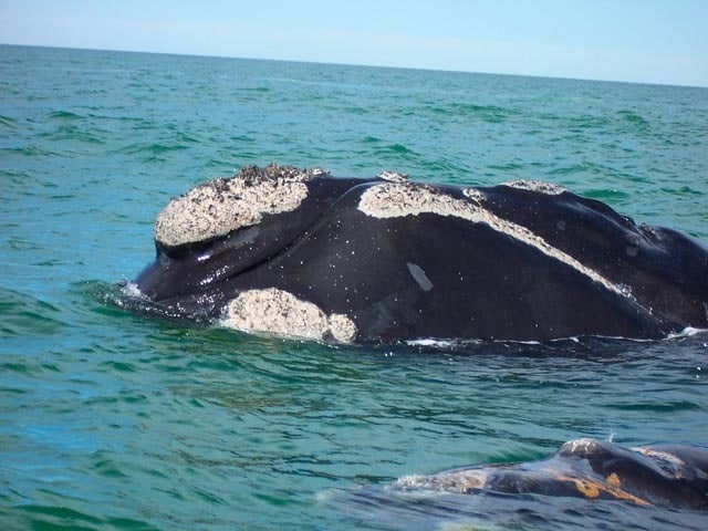 Avistamiento de ballenas en Valdés