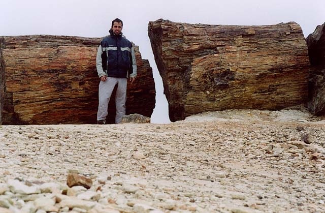 Bosques Petrificados