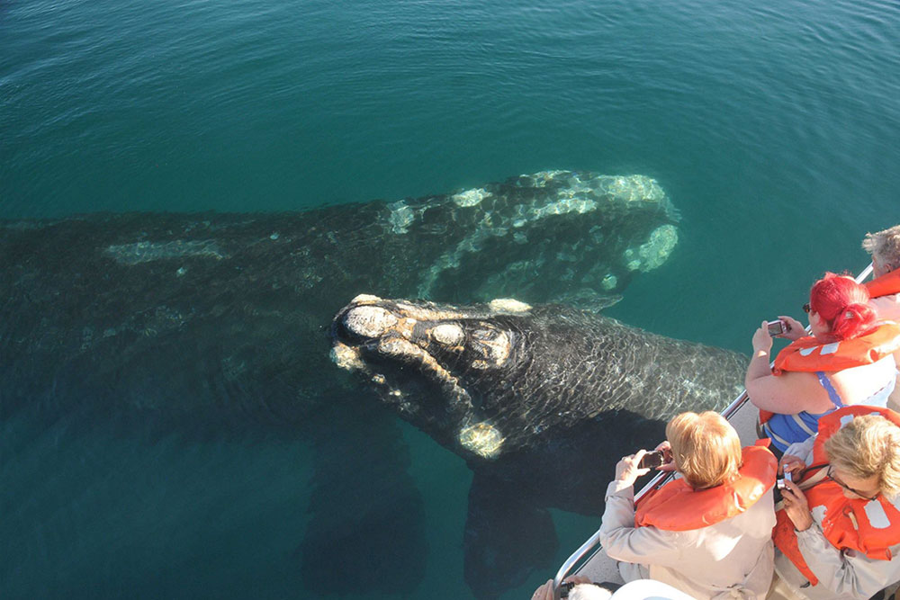 Avistaje de ballenas francas en Puerto Pirámides