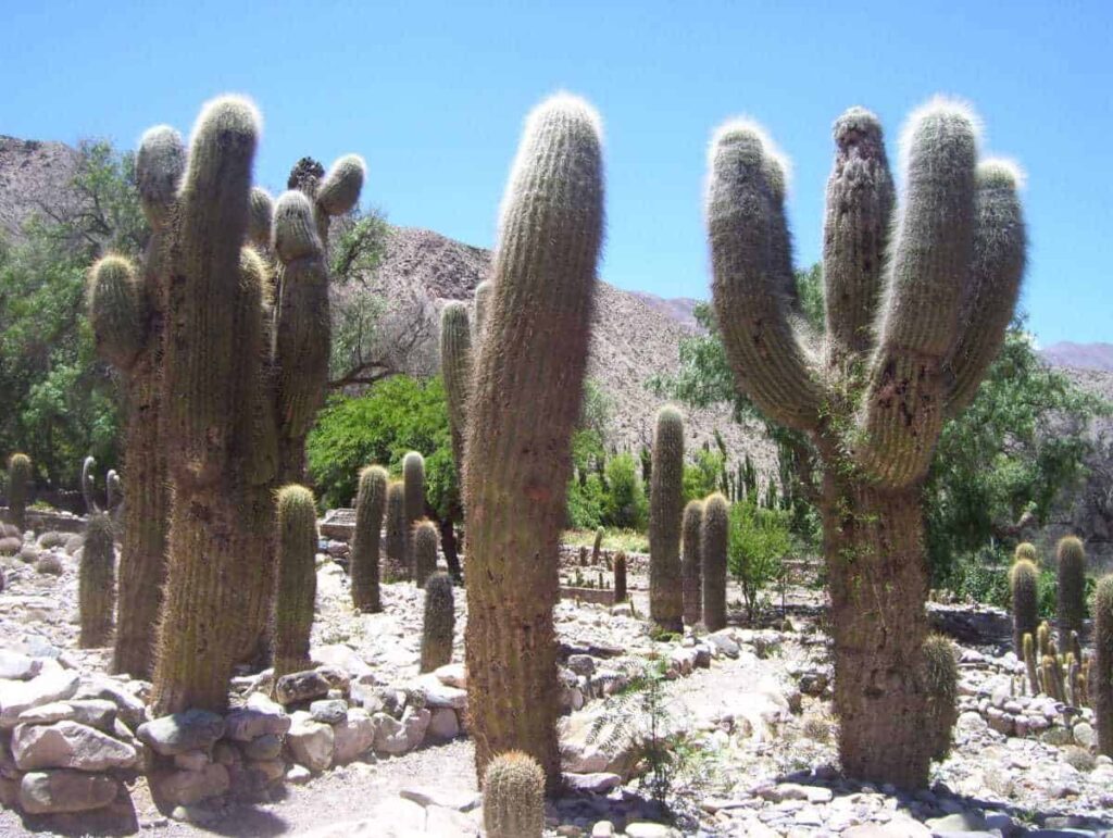 2. Jardin Botanico de Altura