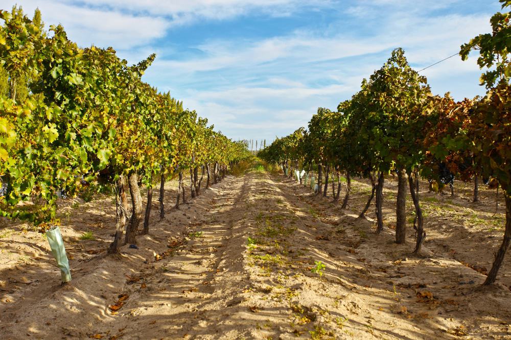 5. Visita a las bodegas