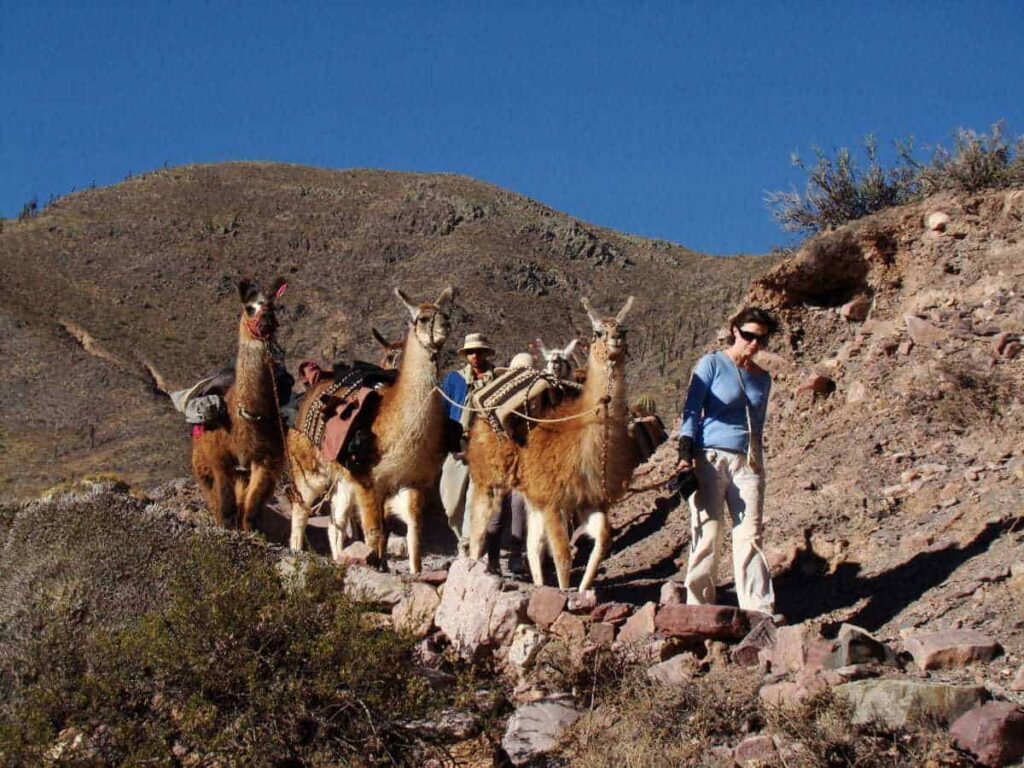 9. Caravana de Llamas