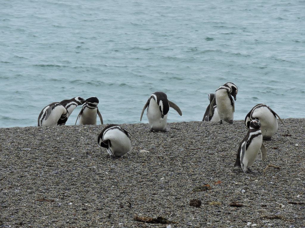 Cosa fare a Puerto Madryn