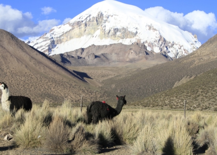Parque Pumalín