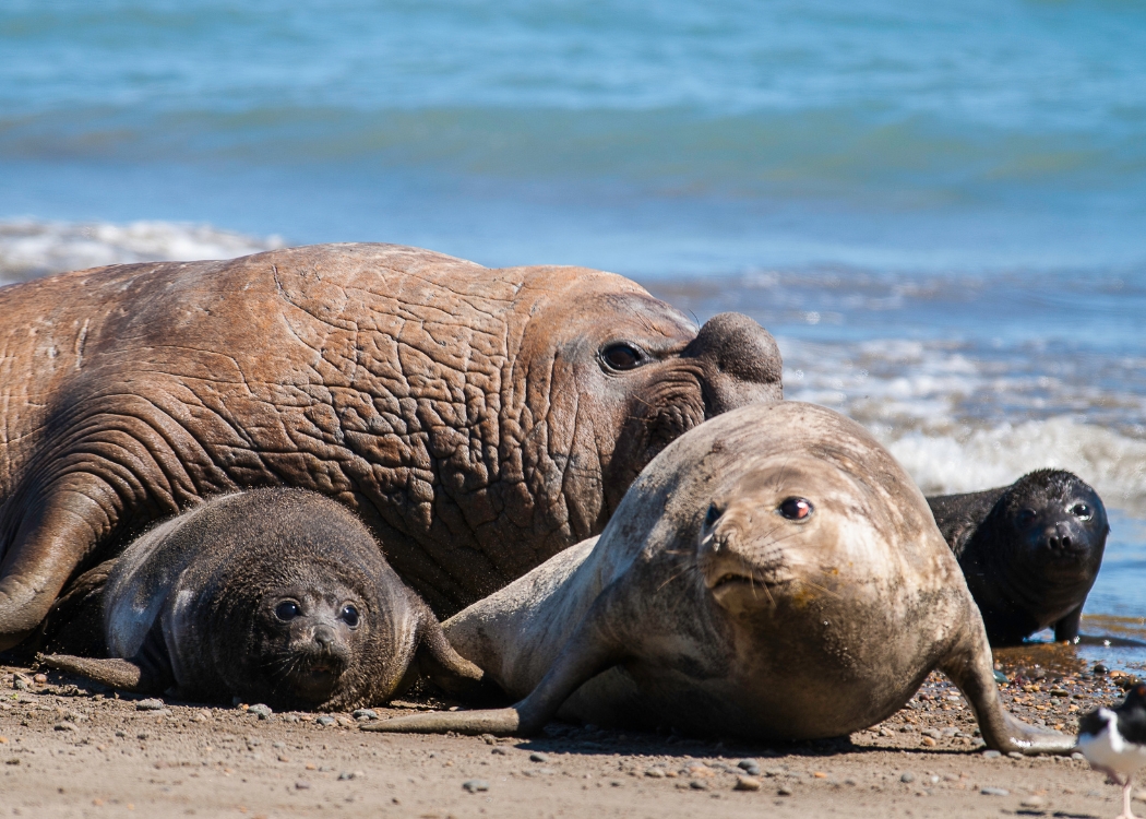 Patagonia — foto 3