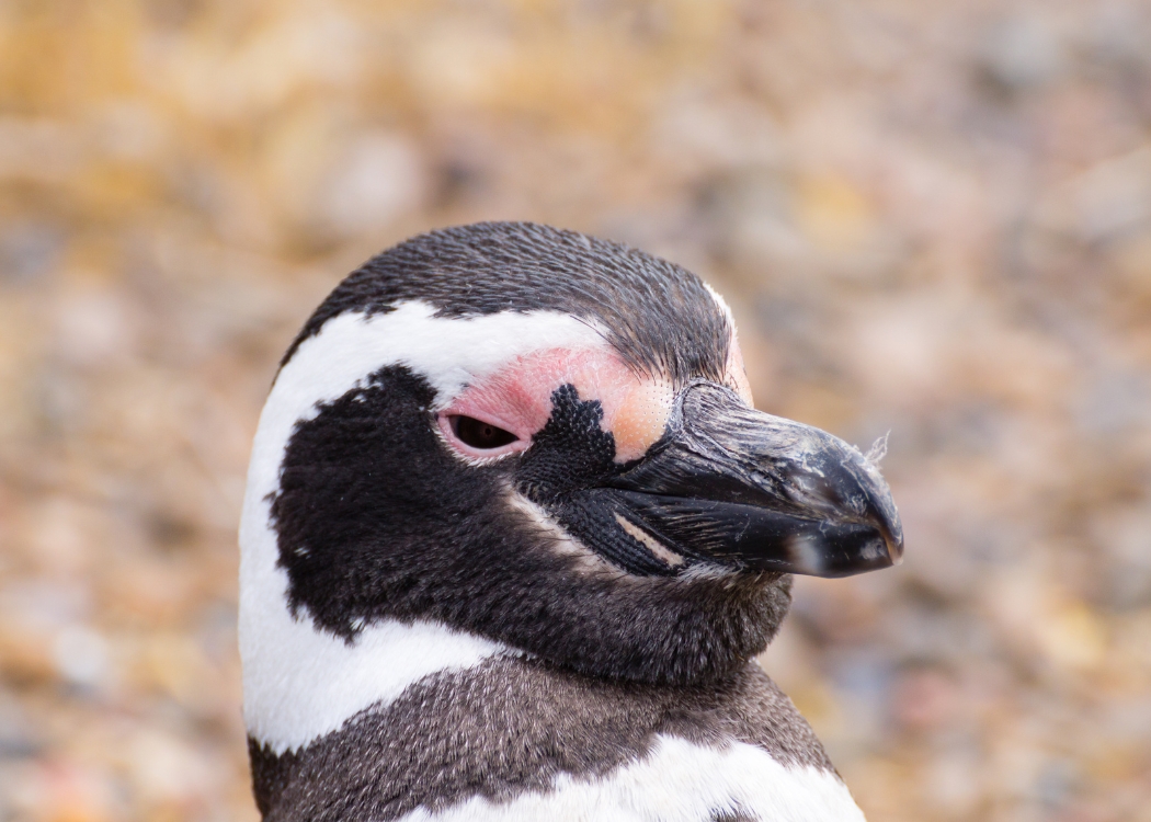 Patagonia — foto 4