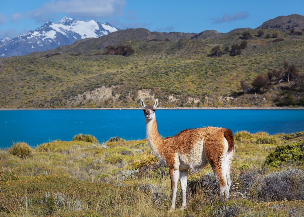 Patagonia — foto 5