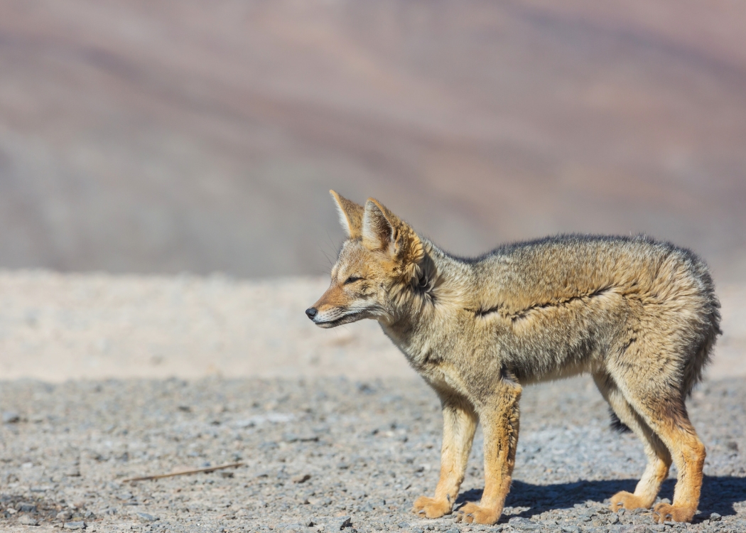 Patagonia — foto 8