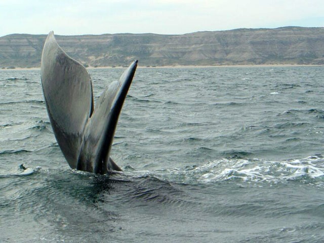 Viaggio in Patagonia Argentina in 7 giorni (Penisola ed El Calafate)