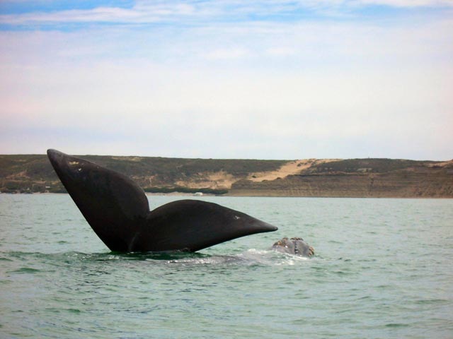 Paquete de viaje a la Península Valdés (Alojamiento y Excursiones)