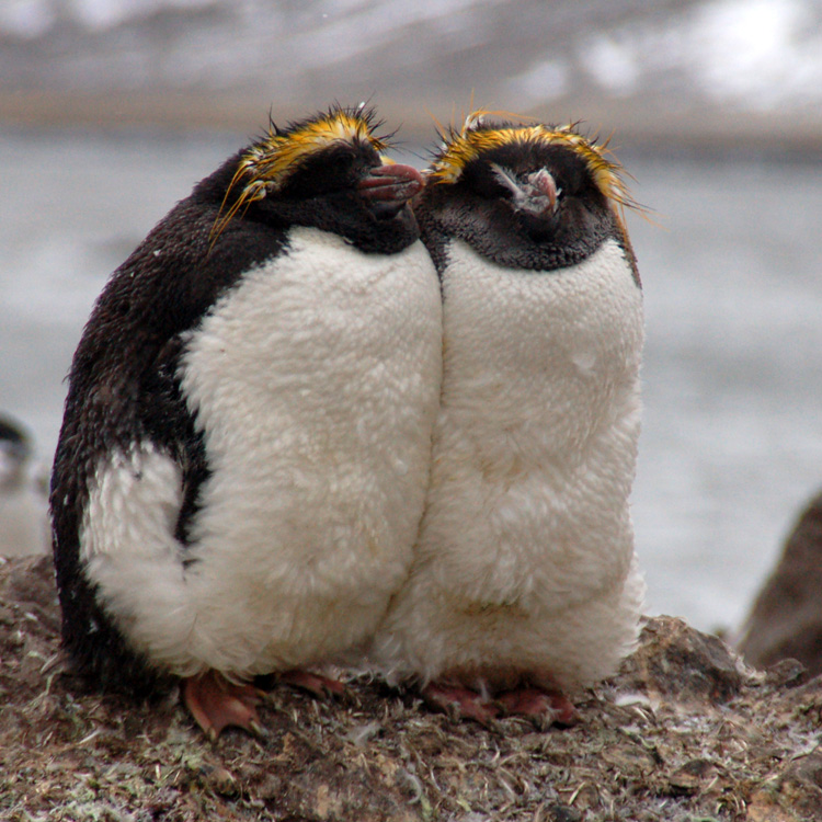 Cruise to Antarctica (Antarpply)