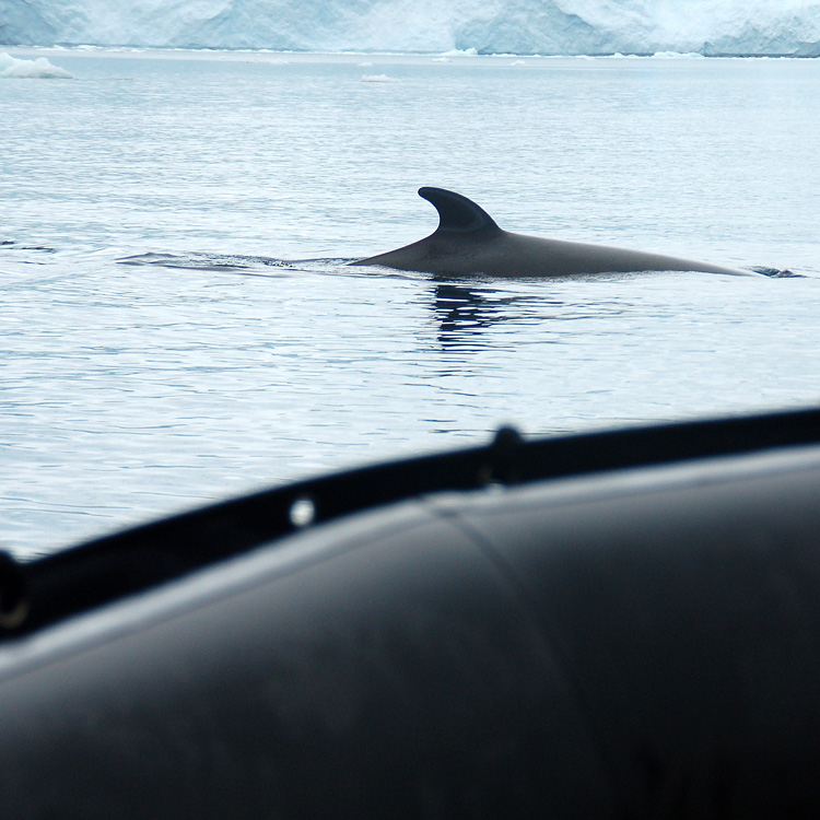 Cruise to Antarctica (Antarpply)