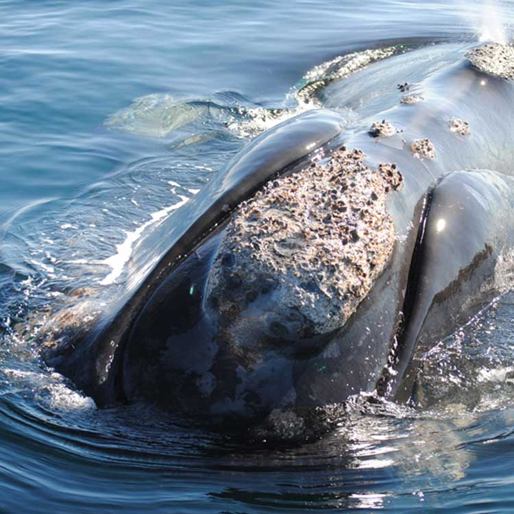 Viaggio in Patagonia Argentina in 7 giorni (Penisola ed El Calafate)