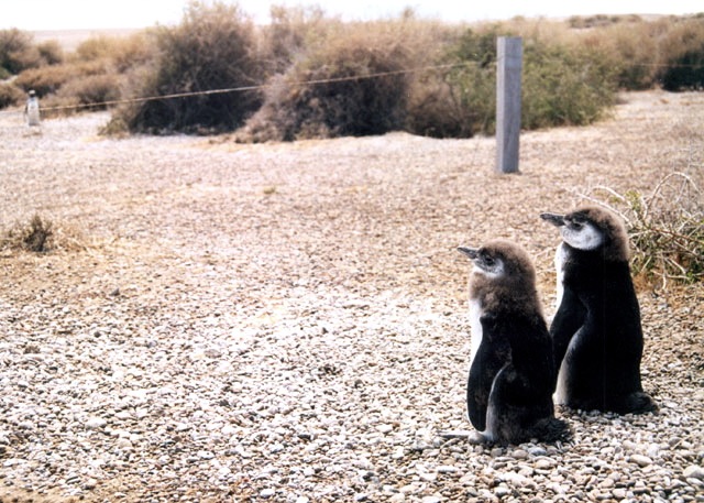 Paquete de viaje a la Península Valdés (Alojamiento y Excursiones)