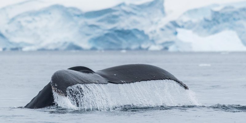 Crucero a la Antartida (Hurtigruten)