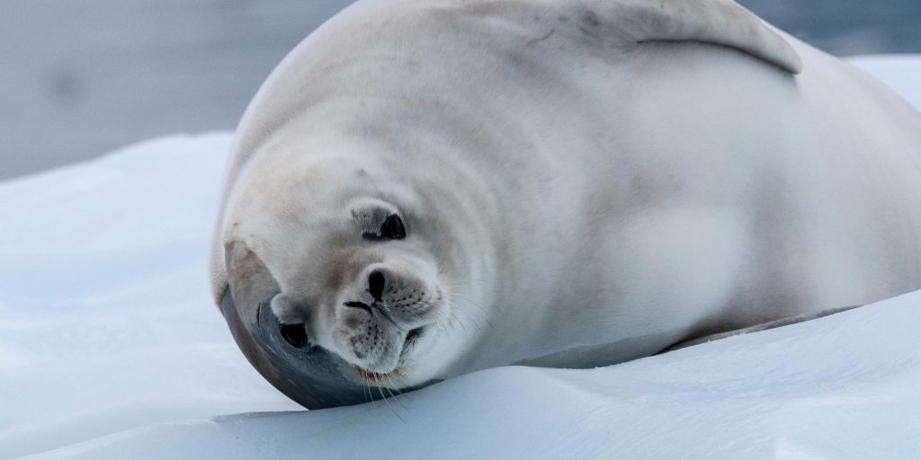 Foca de Weddel en la Antartida - Crucero a la Antartida (Hurtigruten)