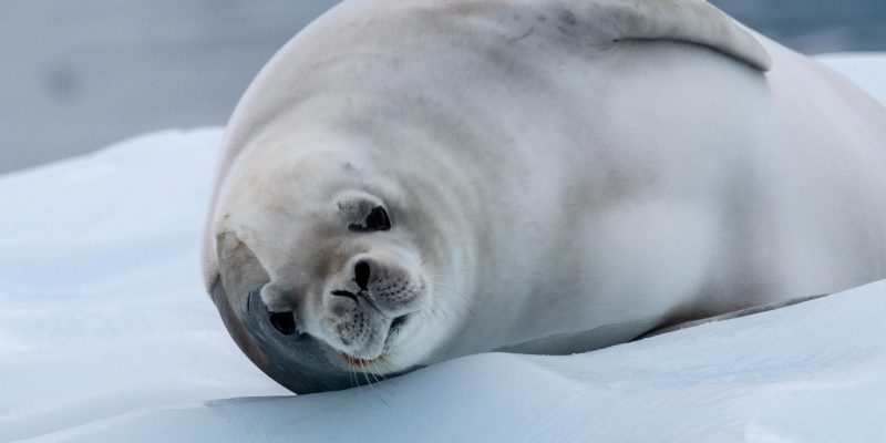 Crucero a la Antartida (Hurtigruten)