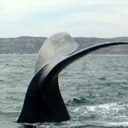 Viaje en Grupo Argentina