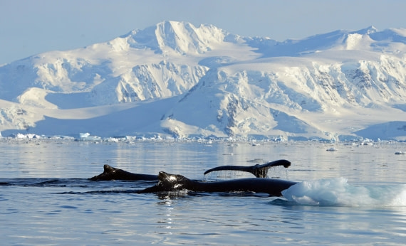 Antarctic Peninsula (Oceanwide)