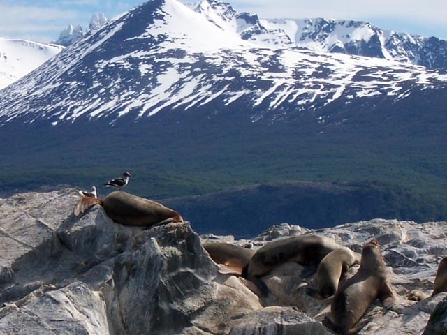 Sea lion family in the Beagle Channel