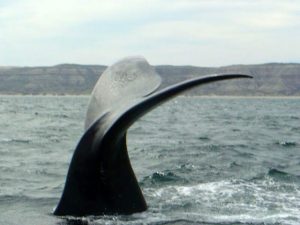 Avistaje de la ballena Franca en la Península Valdés