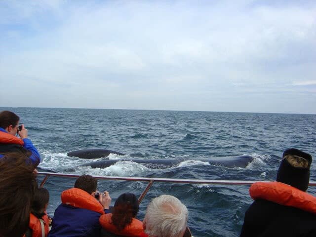 Avistamiento de ballenas en Península Valdés
