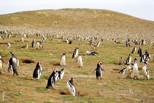Pingüino magallánico de la Isla Magdalena