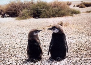 Pingüinos Magallánicos