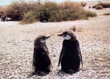 Pingüinos en la Península Valdés