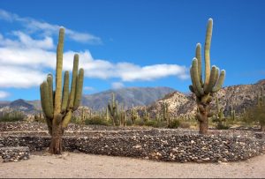 Cactus en las Ruinas de Quilmes