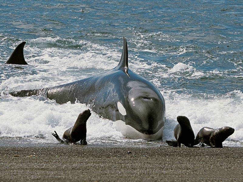 Varamiento intencional de Orcas