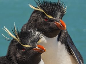 Pingüinos en Puerto Deseado