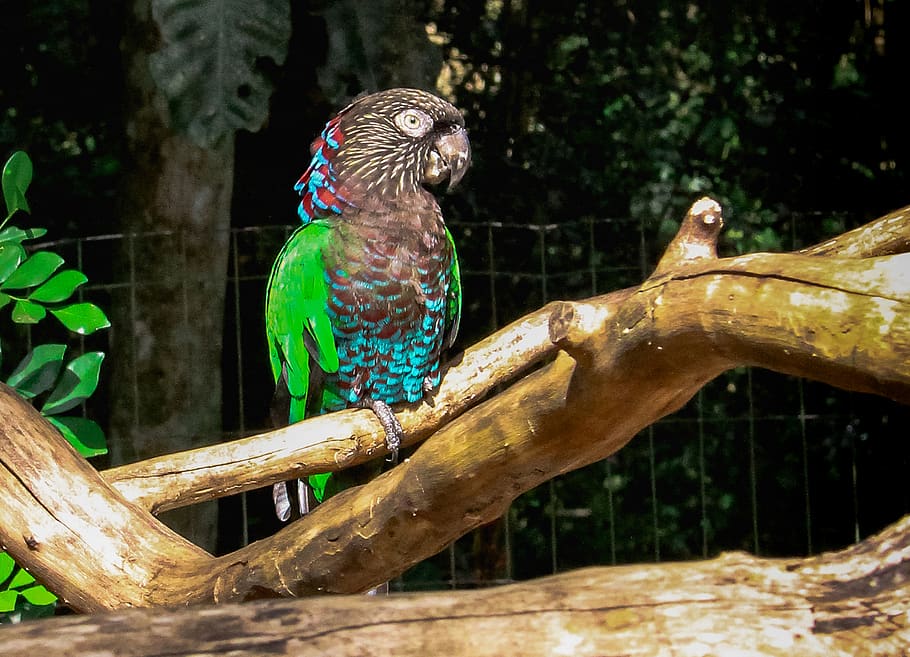 Bird Park - Foz do Iguaçu
