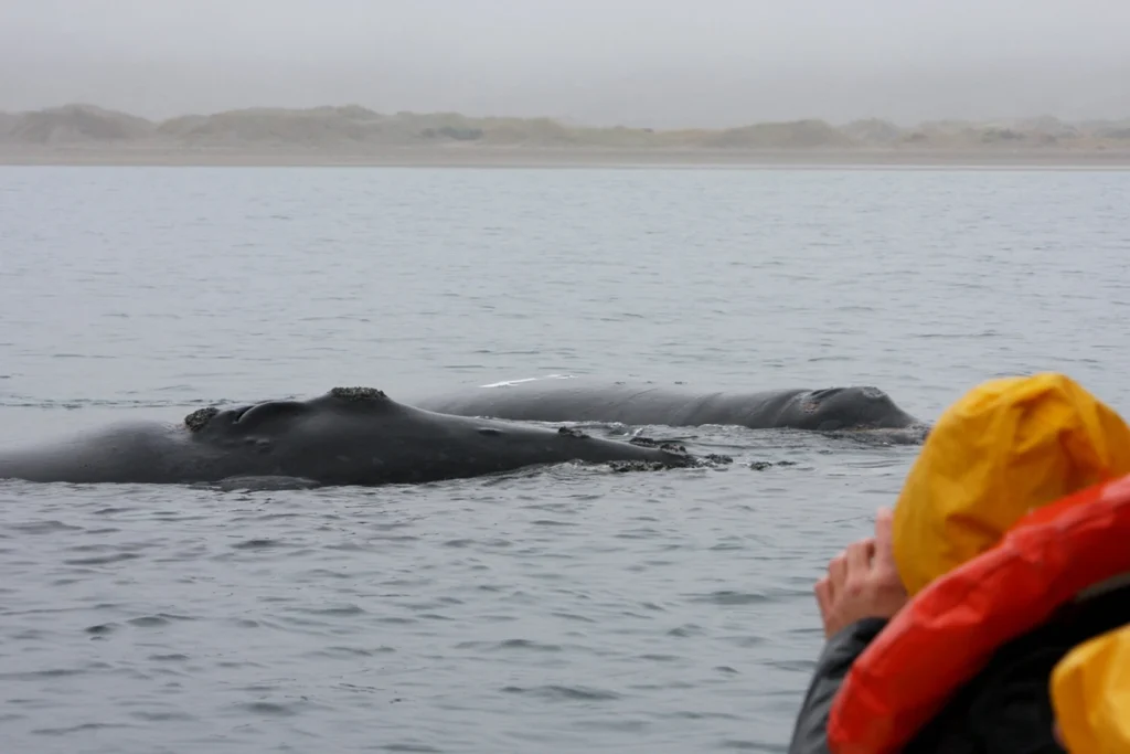 Whale watching in Puerto Madryn