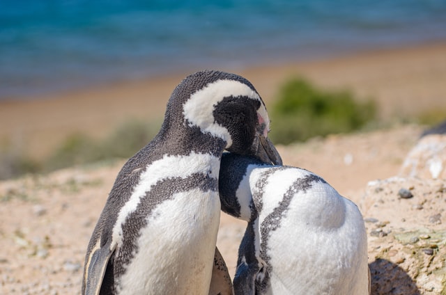 La Pingüinera del Cabo dos bahias