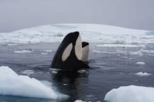 Las ballenas de la Antártida