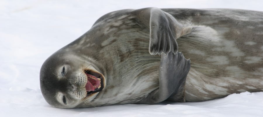 focas antárticas