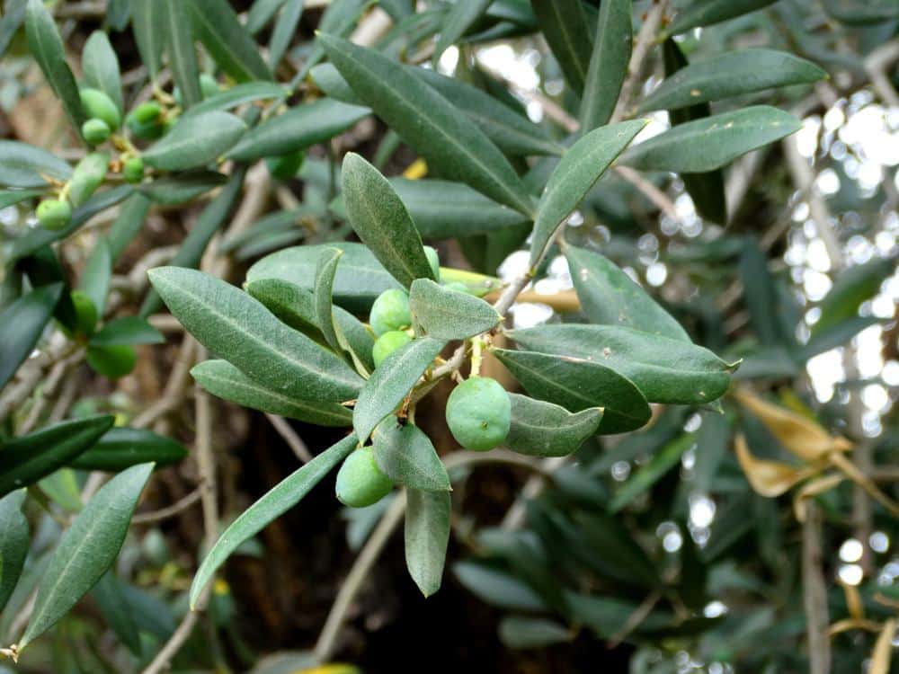 7. Aprenda todo sobre las aceitunas y el aceite de oliva