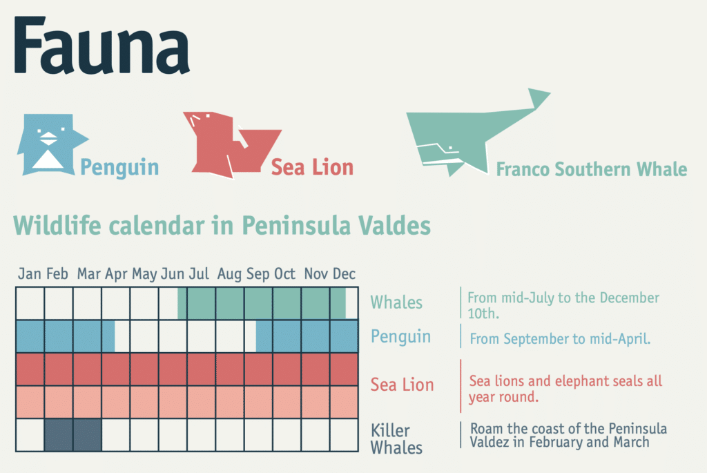 Kalender der Fauna auf der Halbinsel Valdes